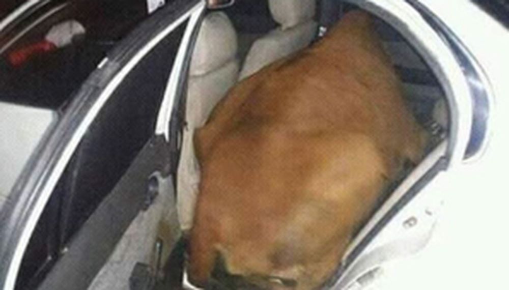Quiso robarse una vaca y la metió en el asiento trasero del auto