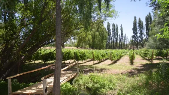 Un paseo entre viñas y arte