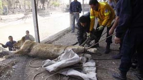 Murió la leona que se había escapado del Faunístico