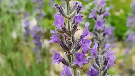 La multiplicación y la siembra de las especies aromáticas