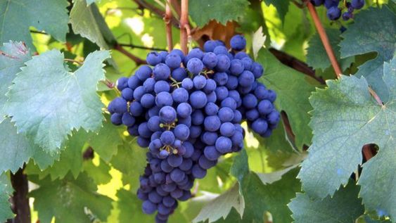 La Bonarda se consolida y ya es la segunda variedad de uva tinta