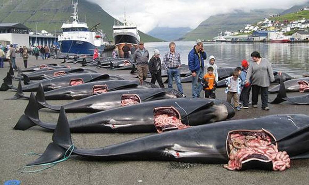 Brutal matanza de ballenas en Dinamarca