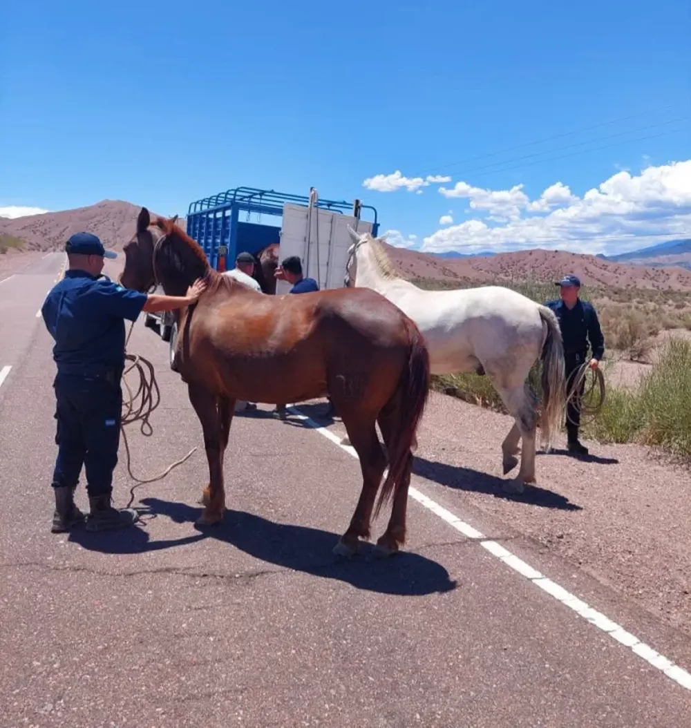 Otra vez caballos sueltos en Calingasta: capturaron tres más y llevan 81 en menos de un año