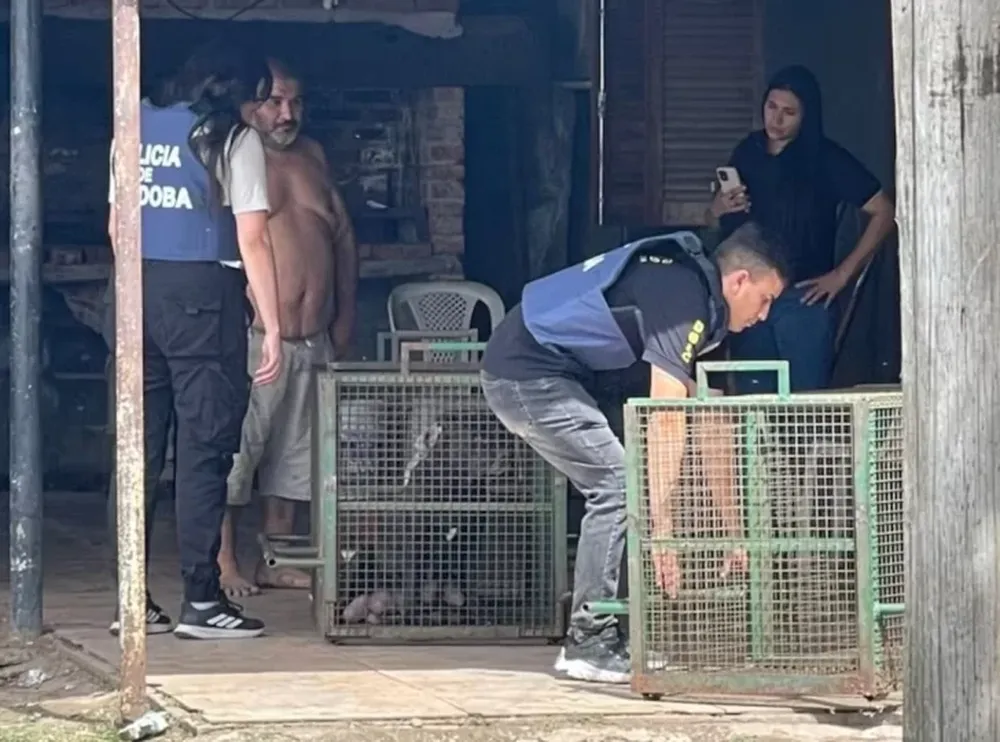 Brutal ataque de tres perros pitbull a un niño de 9 años: le mordieron la cabeza y está grave