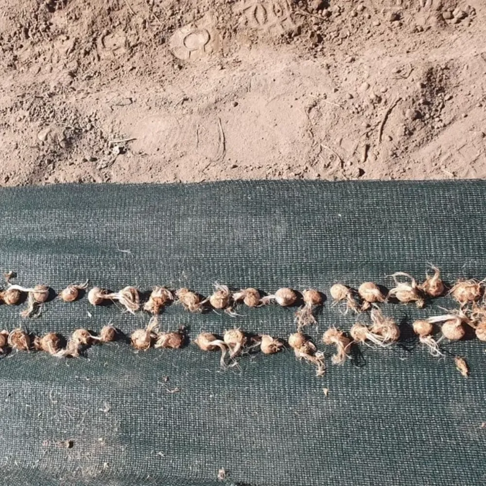 Plantan bulbos de azafrán y suman lote con riego por goteo