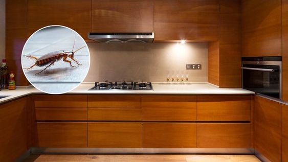 Ni tostadora ni pava eléctrica: los 2 electrodomésticos que pueden convertirse en un nido de cucarachas