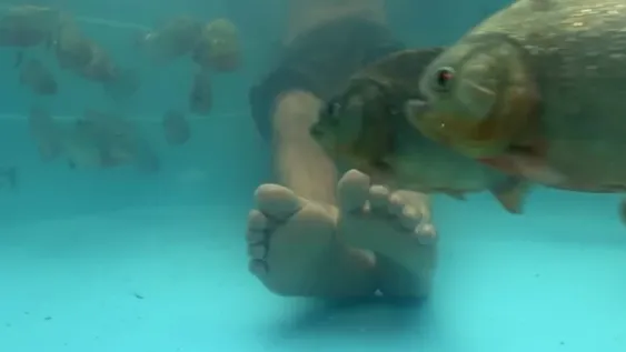 Se metió a una pileta con pirañas y se hizo viral
