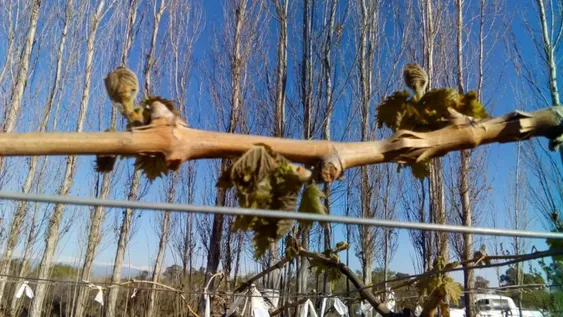 Creció el 42,6% la cantidad de horas de frío en el agro en los últimos tres años