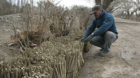 Árboles hasta un 50% más baratos que en el mercado