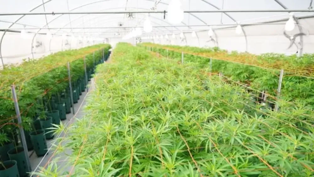Santa Fe instalará consultorios de cannabis medicinal