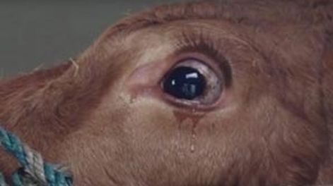 Video: una vaca llora al ser rescatada del matadero