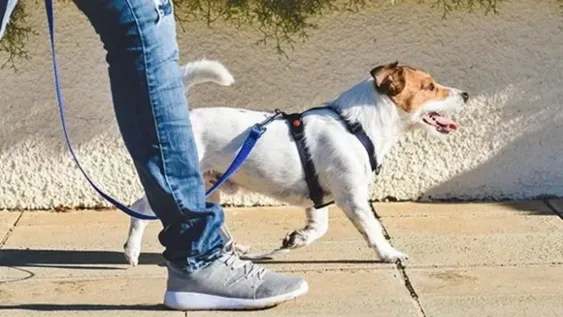 Ofrecen 40 mil dólares al año por cuidar al perro del jefe