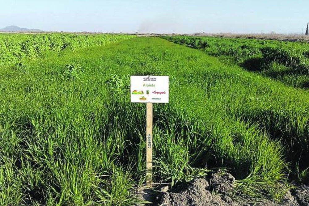 Uso de abonos verdes en invierno, para posteriores cultivos de chacra