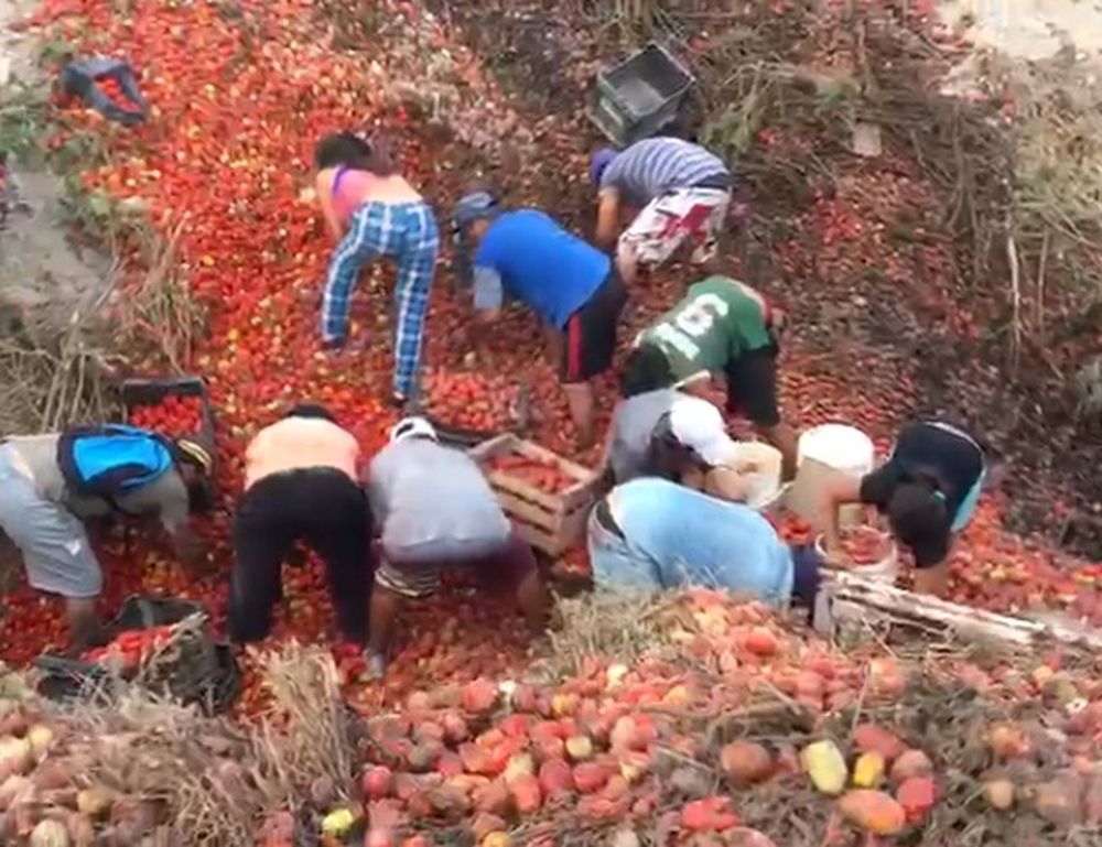 [VIDEO] Luego del choque, la gente aprovechó para llevarse cajones de tomates