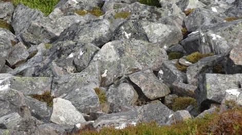 Desafío viral: ¿podés hallar el pájaro en esta foto?