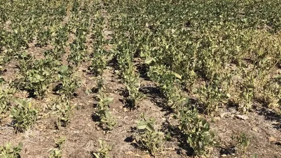 Ayuda por la sequía y mejorar la siembra, objetivos del “dólar agro”