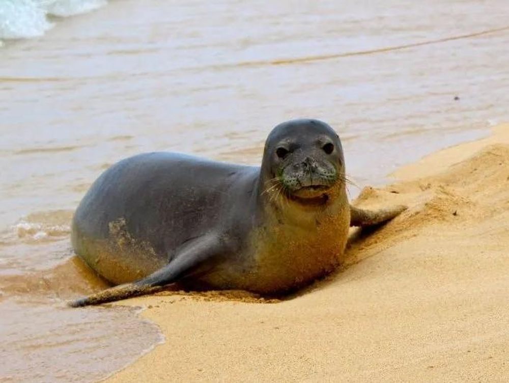 La graciosa foto de una foca que creó una curiosa ilusión óptica y se hizo viral