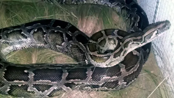 Entraron a limpiar una habitación y hallaron una pitón de más de 40 kilos