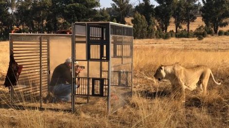 Se inauguró un “zoológico inverso”: los humanos están enjauladas y los leones los visitan