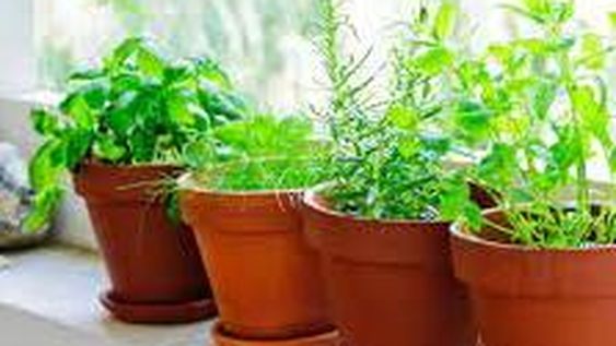 Once plantas aromáticas para tener en el interior de la casa y los secretos para cultivarlas