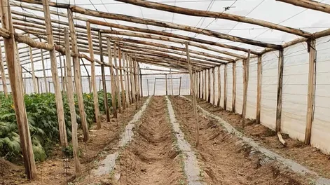 En Albardón, de los parrales a los nuevos invernaderos