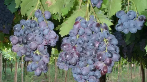 Continúa la cosecha de uvas de variedades nuevas del INTA