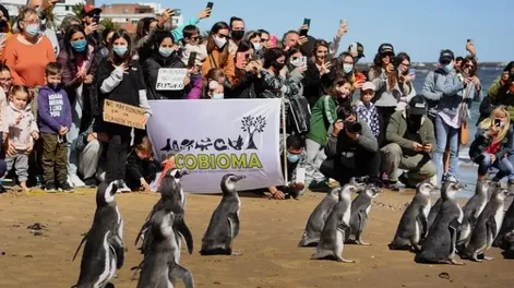 [VIDEO] Rescataron pingüinos y los devolvieron al mar