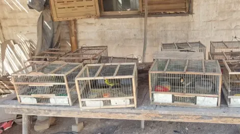 Secuestraron más de 20 aves autóctonas en Tupelí durante un allanamiento de la Policía Rural