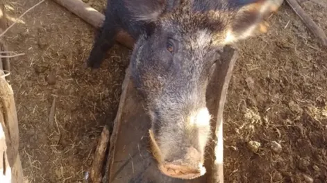 En Cochagual entregaron un jabalí que estaba en una casa luego de enterarse de su peligrosidad