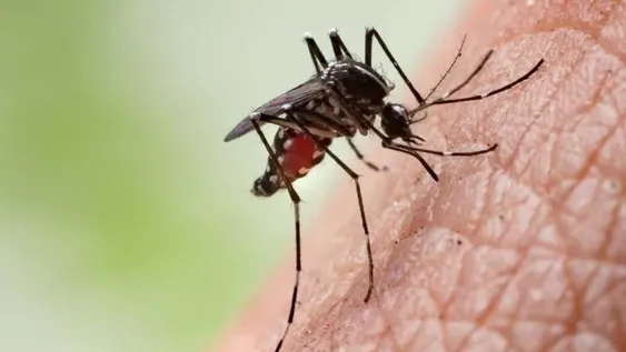 Por tercera semana consecutiva bajaron los casos de dengue y son 84.433 en todo el país