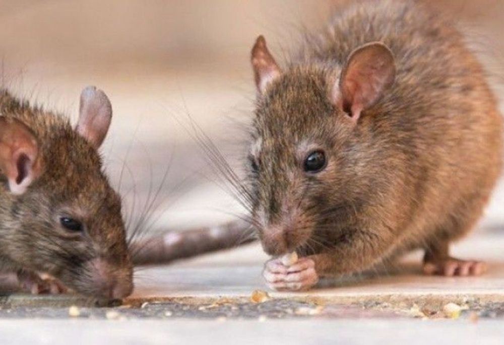 Una mujer de 33 años murió de hantavirus en Tucumán