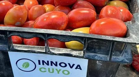 “Tarde de Campo” de tomate para la industria sanjuanina