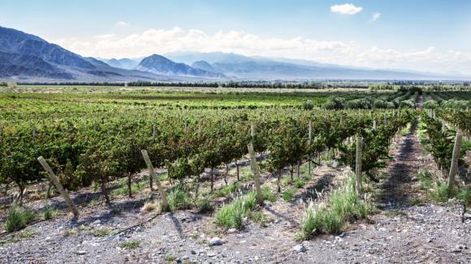 Las uvas del Valle de Zonda son primicias de vendimia en el país