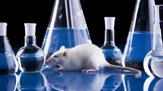 Prueban en ratones una combinación de remedios contra un tipo de cáncer