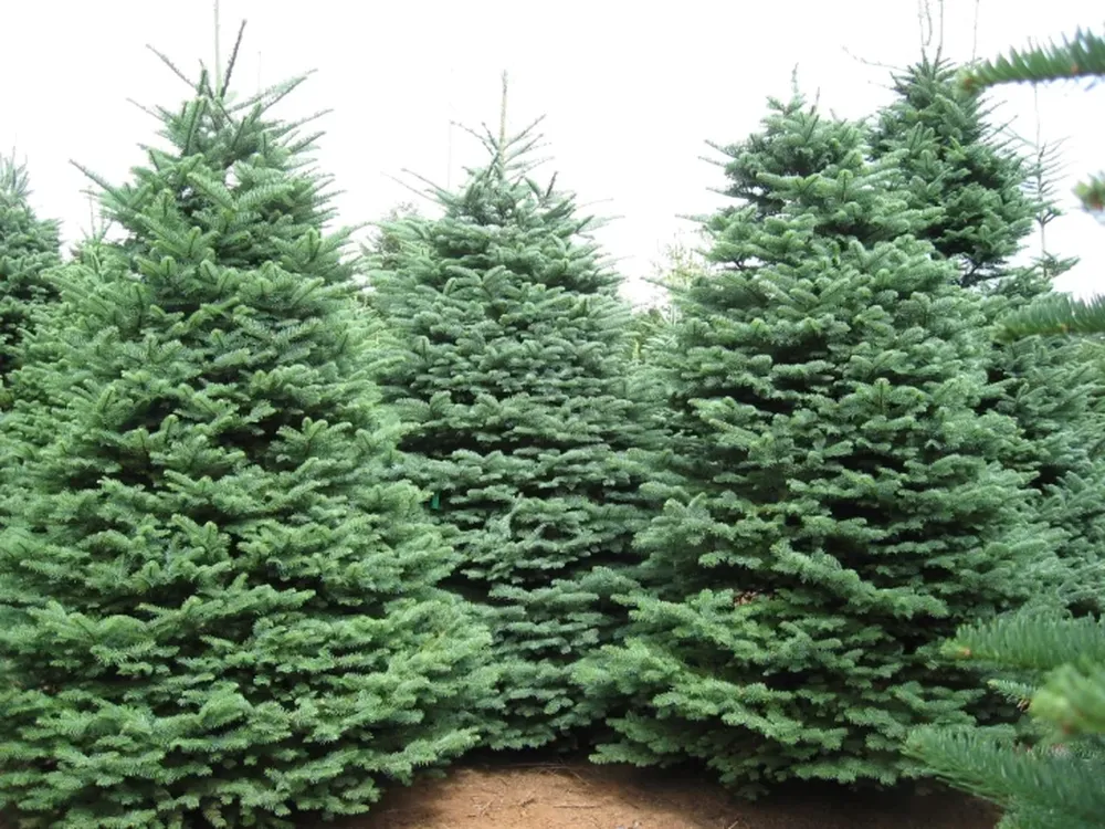 El verdadero árbol de Navidad