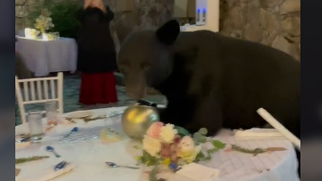 [VIDEO] Un oso irrumpió en una boda por un poco de comida