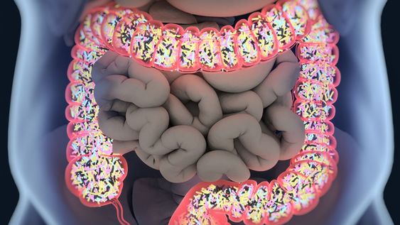 el segundo cerebro: la microbiota intestinal indispensable para el bienestar y la longevidad