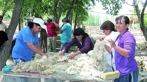 Esquila de ovejas y camélidos y acondicionamiento de lanas