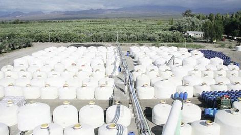 Cosecha de aceituna conserva con mayor volumen y bajo precio