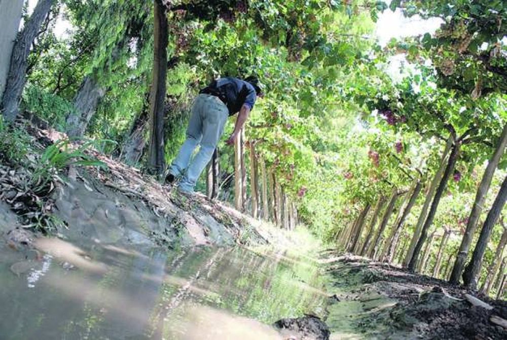 Controles fitosanitarios en uvas ante las lluvias