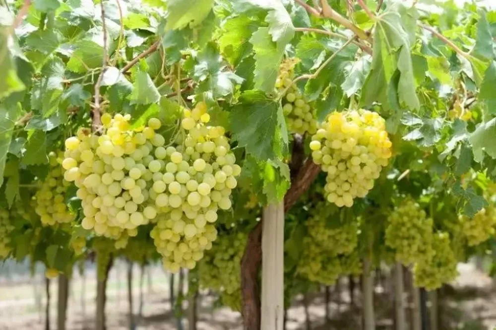 Taller de Ampelografía