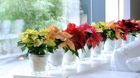 Plantas en casa