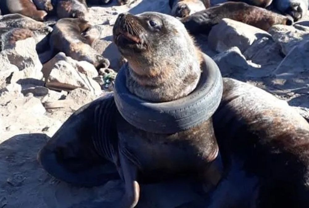 Indignación por un lobo marino con una rueda en el cuello que se volvió viral