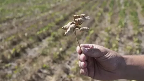 Por la sequía, habrá 45% menos de soja de lo que estaba previsto