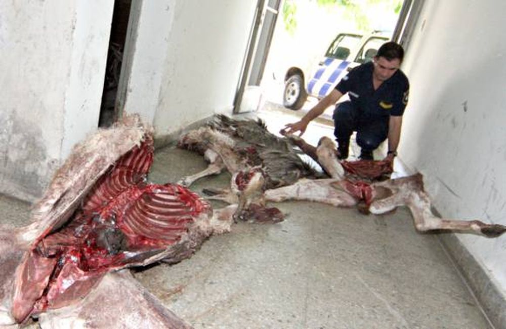 Cazaban guanacos y ñandúes con arma de mira telescópica