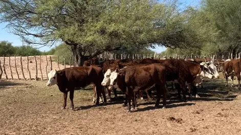 Detectan bovinos con marcas irregulares en un camión que viajaba a San Luis