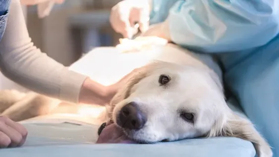 Volvieron las esterilizaciones de animales de compañía