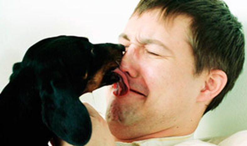 ¿Por qué los perros lamen el rostro de sus amos?