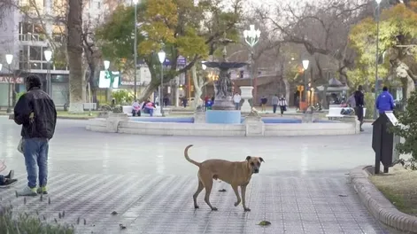 Adoptar perros callejeros