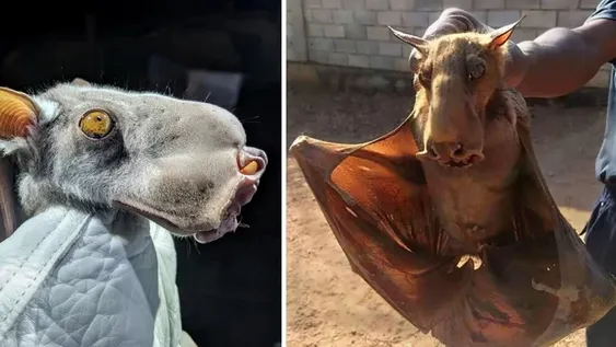 [FOTOS Y VIDEO] El enorme murciélago africano que puede trasmitir un virus mortal